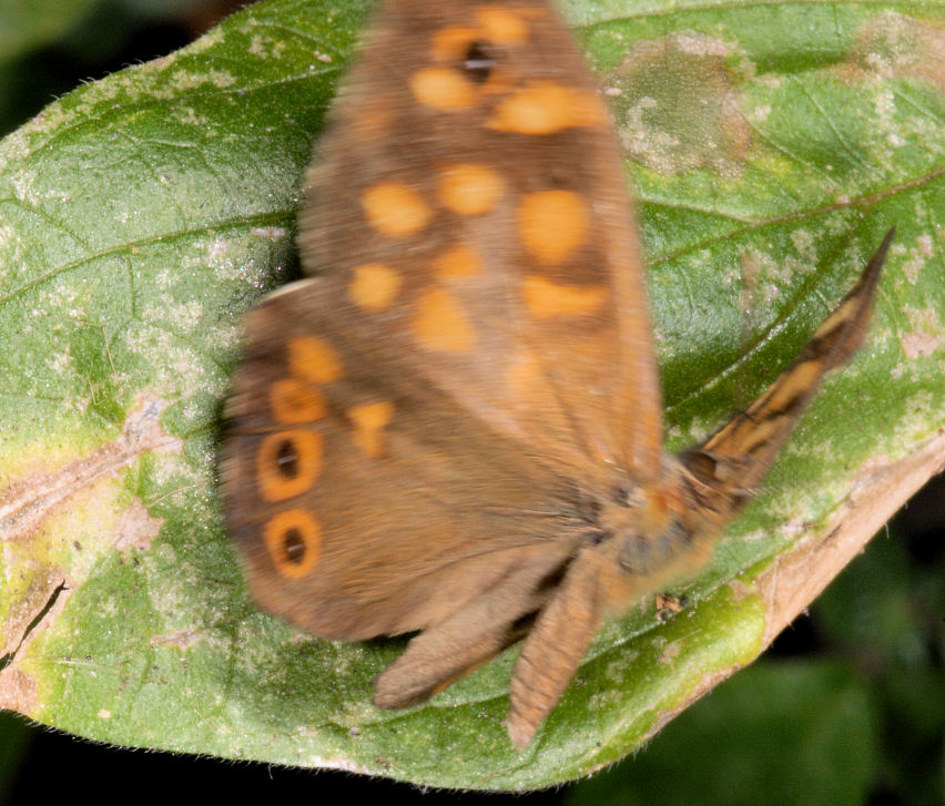 Farfalle: Pontia edusa